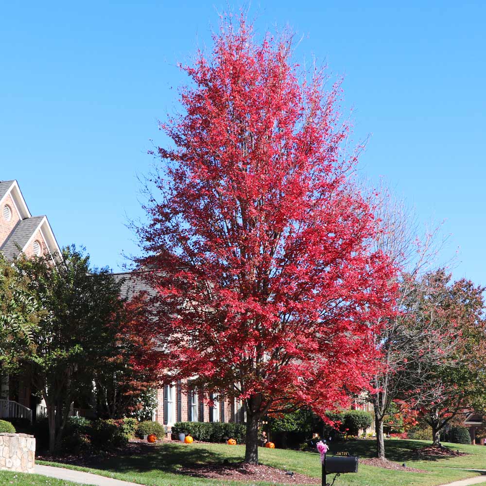Celebration Maple Tree - Image 5