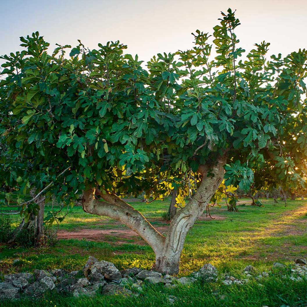 Celeste Fig Tree - Image 3
