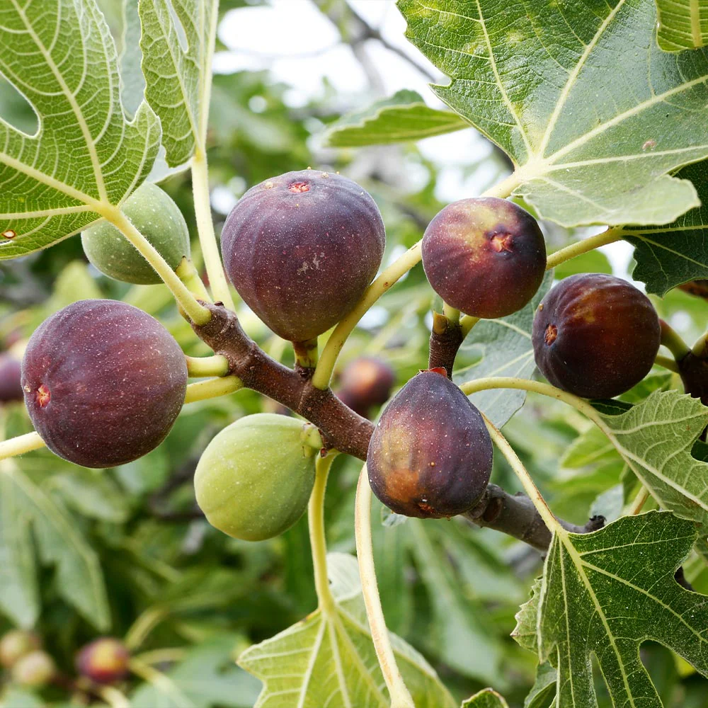 Celeste Fig Tree - Image 4
