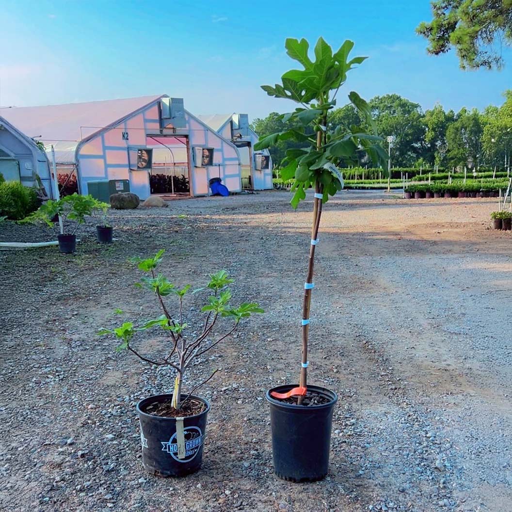 Celeste Fig Tree - Image 5