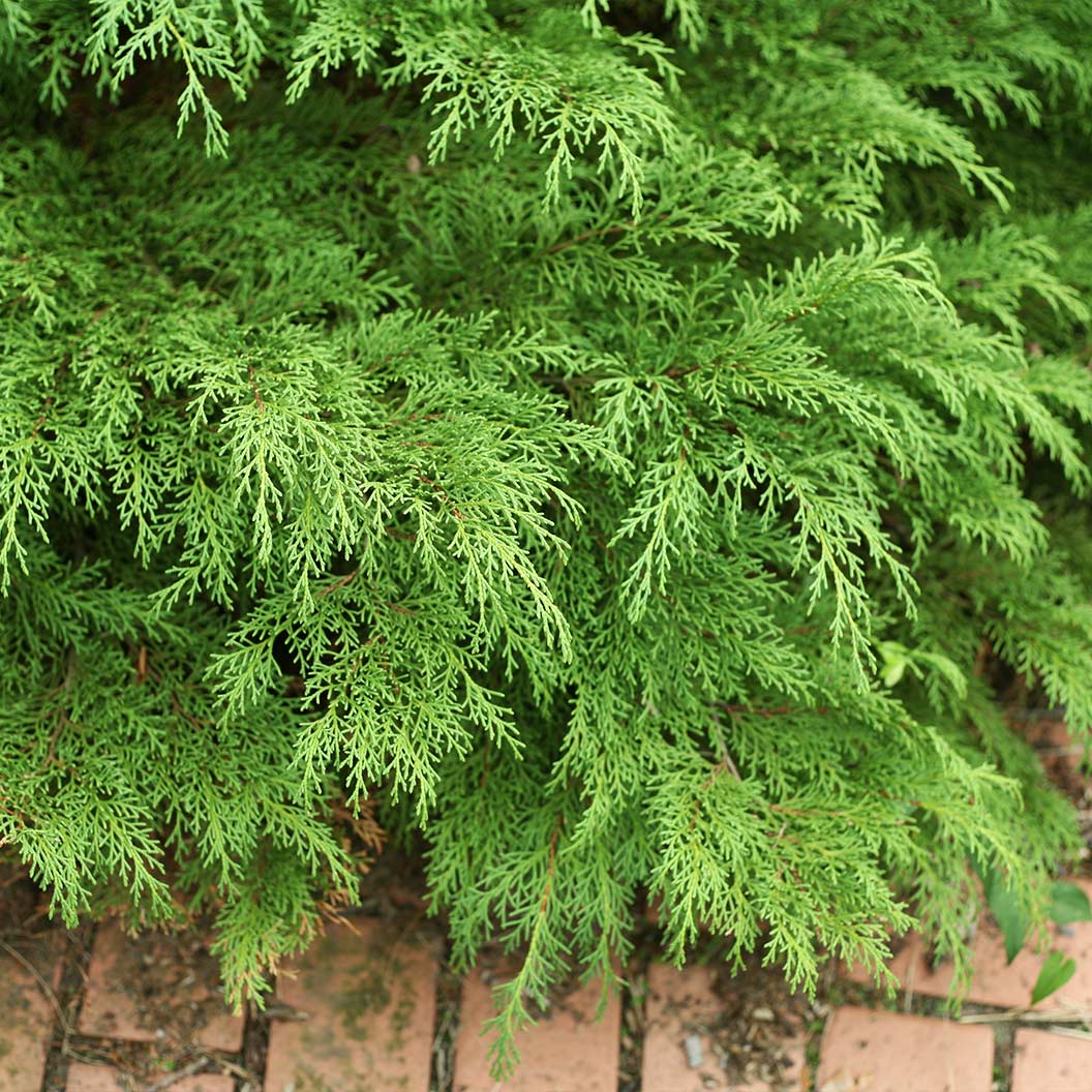 Proven Winners® Celtic Pride® Siberian Cypress Shrub - Image 3