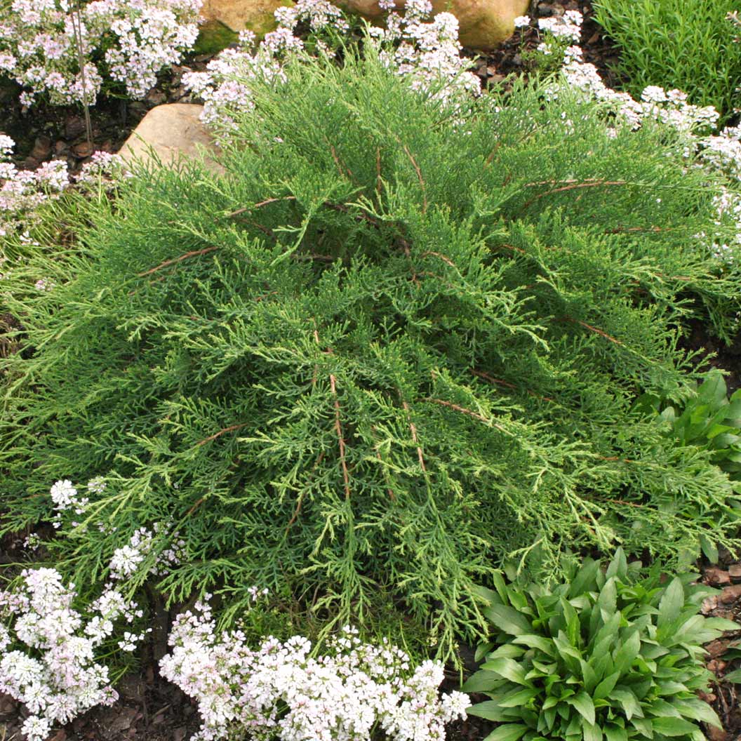 Proven Winners® Celtic Pride® Siberian Cypress Shrub - Image 4