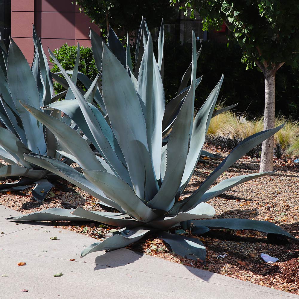 Century Plant - Image 2
