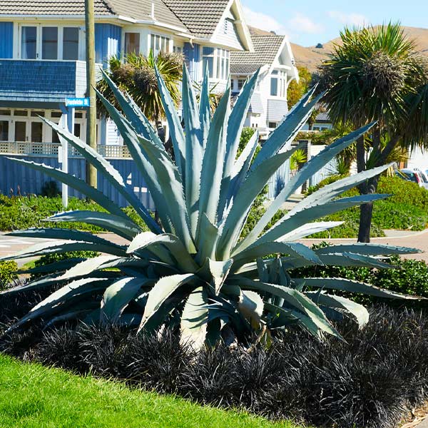 Century Plant - Image 4