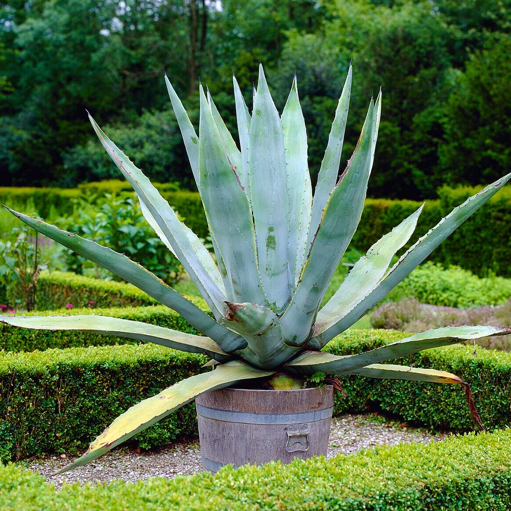 Century Plant - Image 6