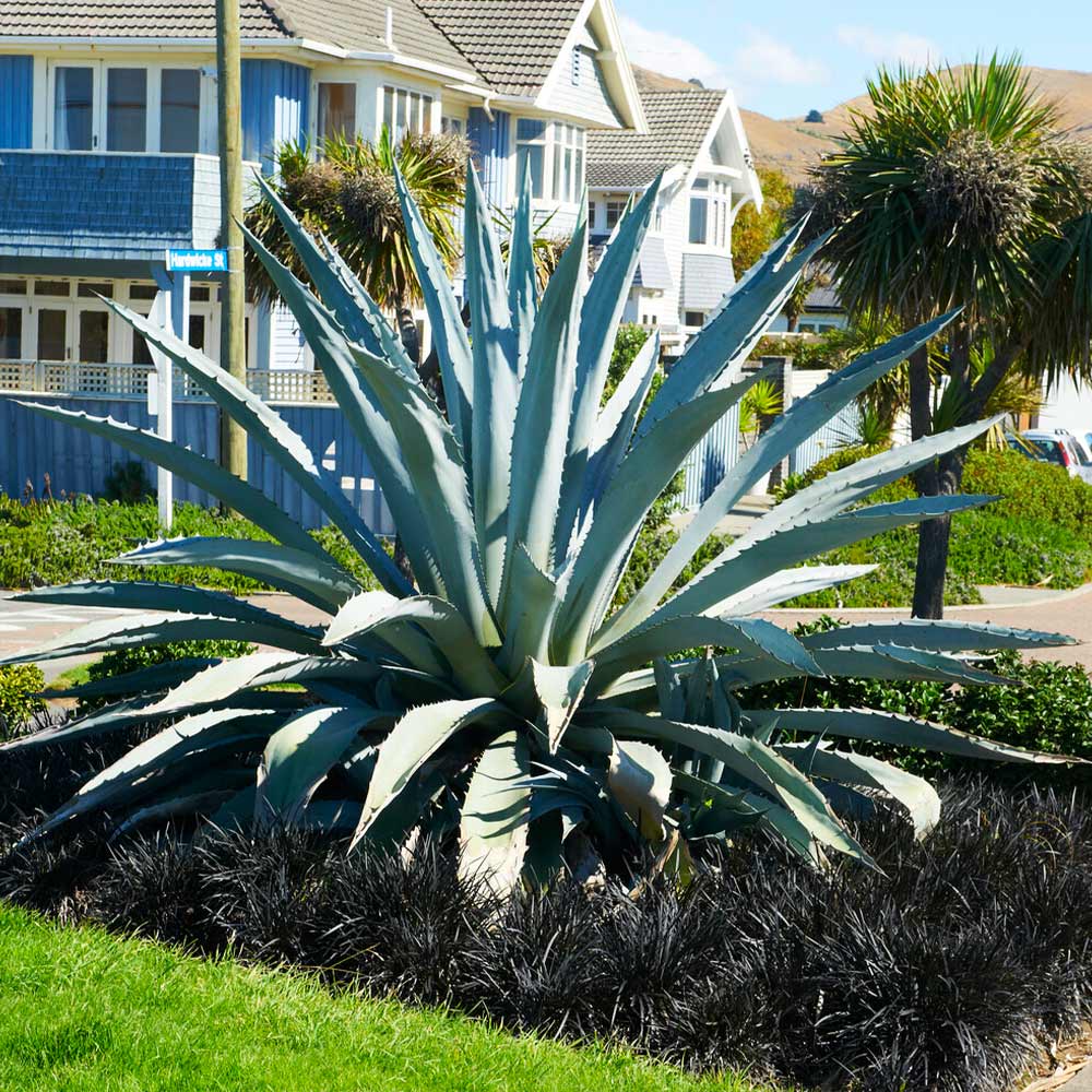 Century Plant - Image 3