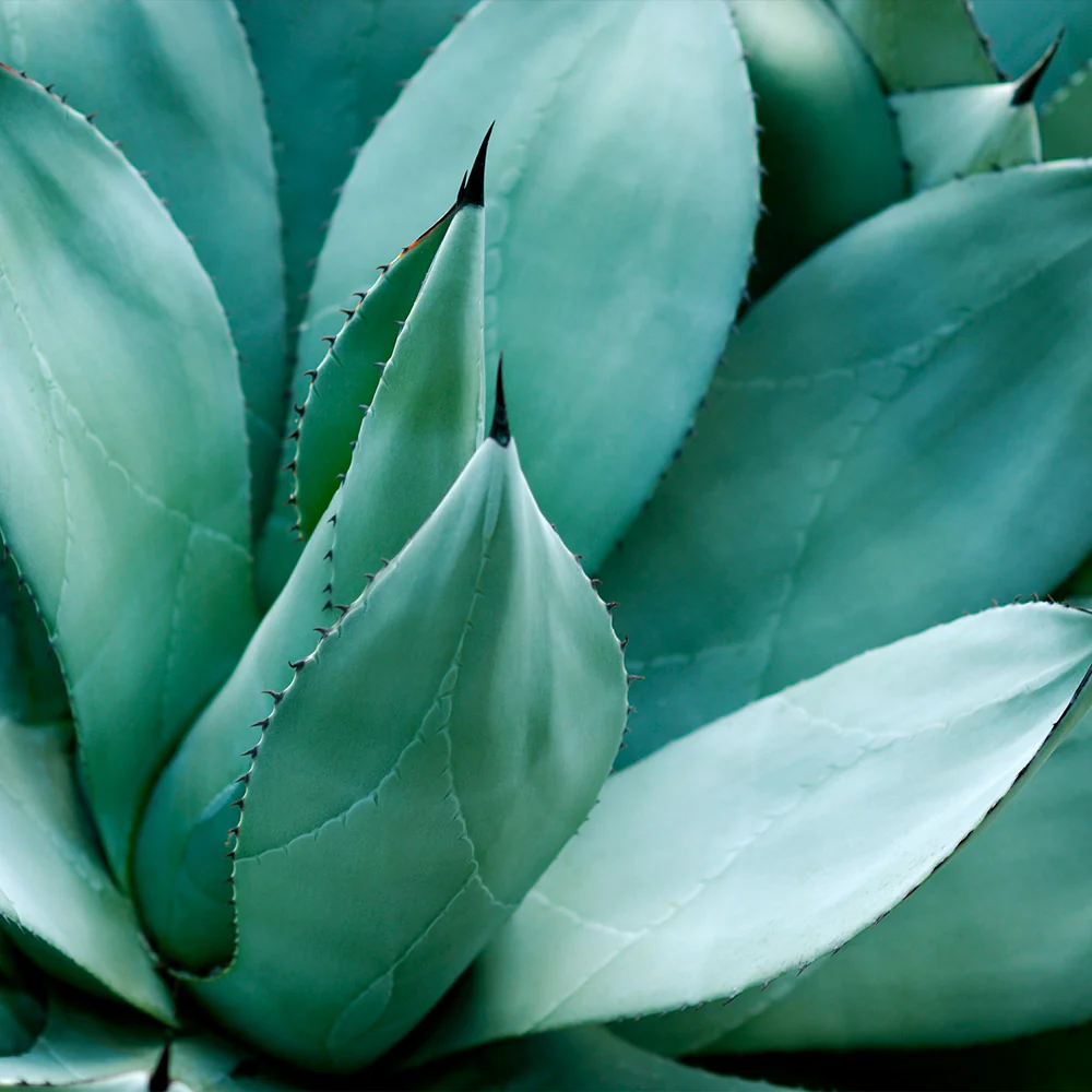 Century Plant - Image 4
