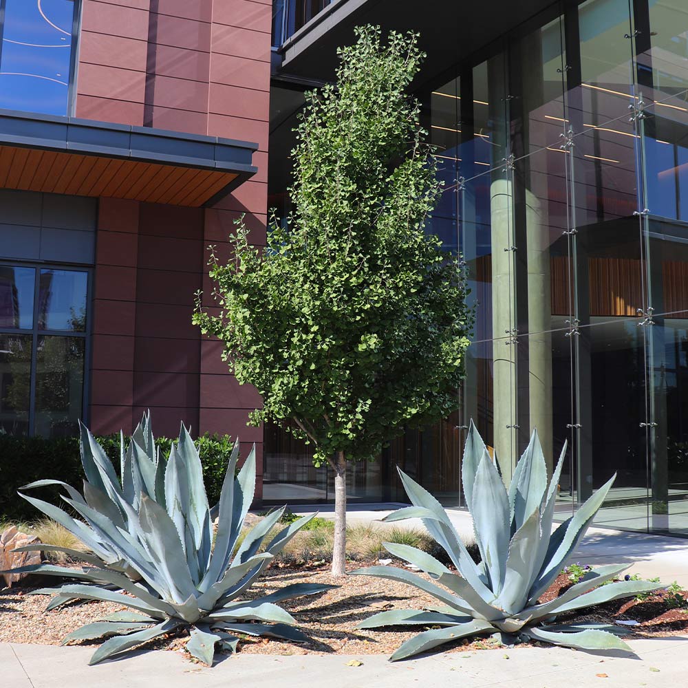 Century Plant - Image 5