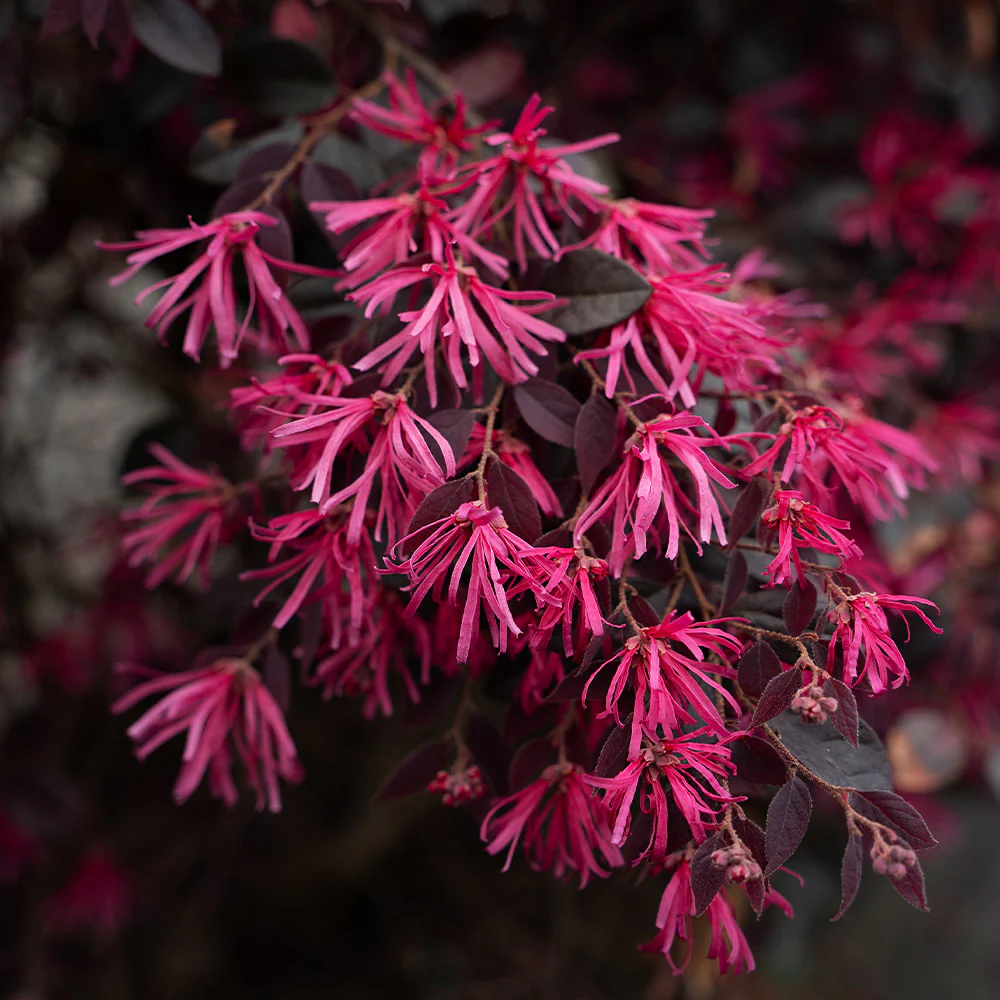 Bloomables® Cerise Charm Loropetalum - Image 3