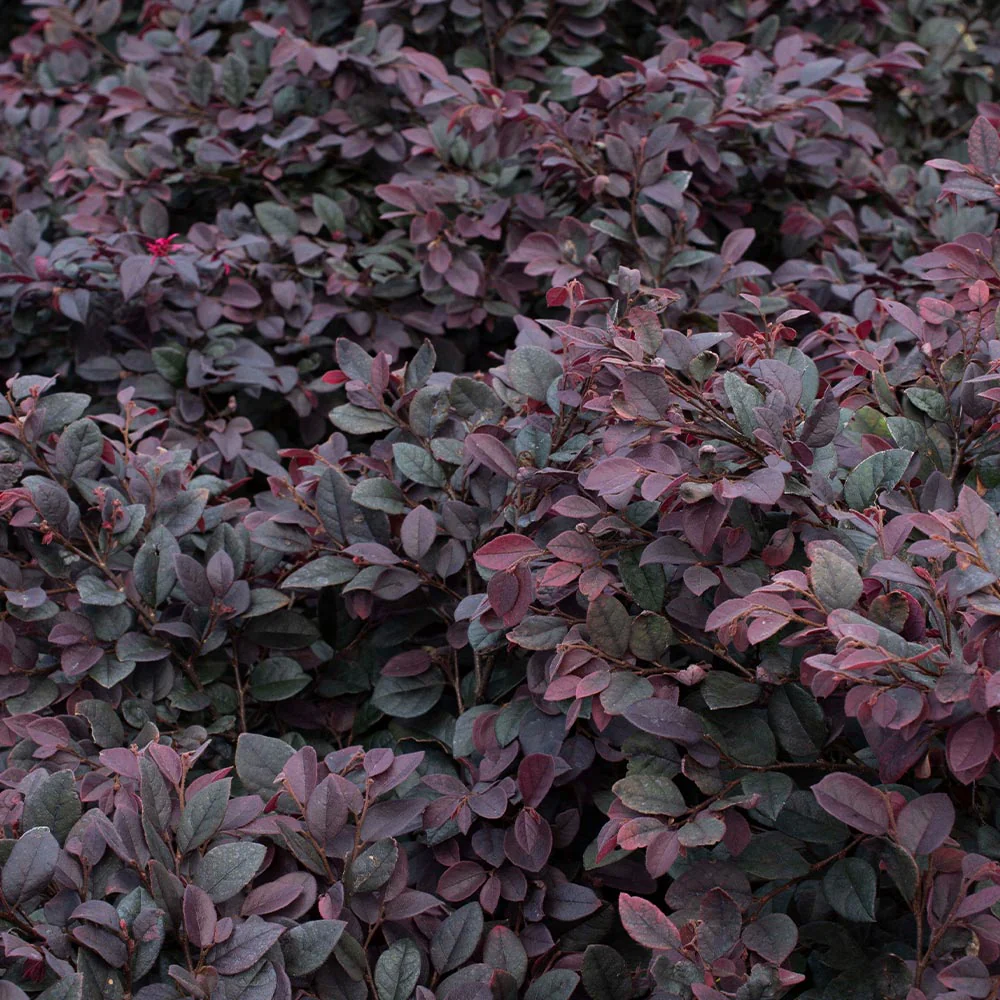 Bloomables® Cerise Charm Loropetalum - Image 4