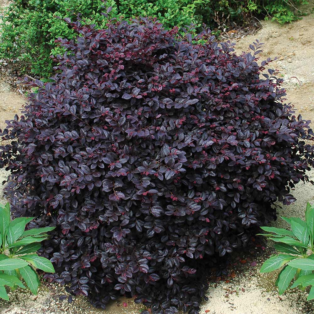 Bloomables® Cerise Charm Loropetalum - Image 5