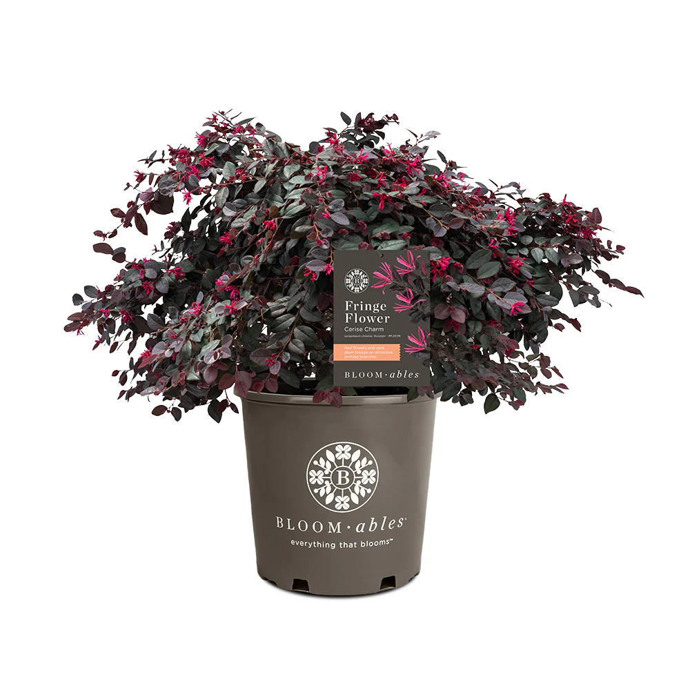 Bloomables® Cerise Charm Loropetalum - Image 6