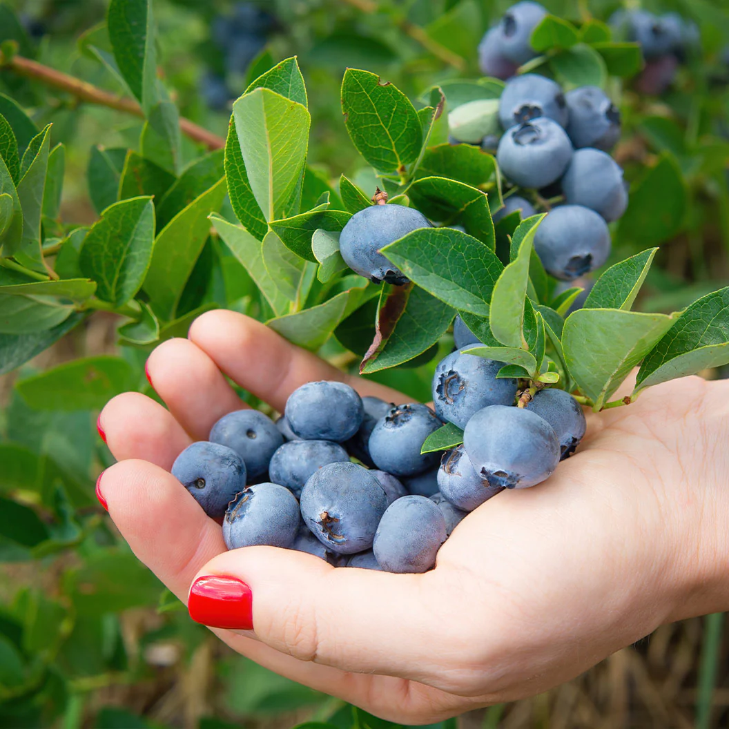 Chandler Blueberry Bush - Image 2