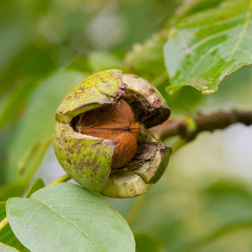 Chandler Walnut Tree - Image 4