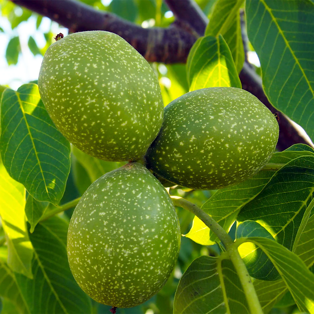 Chandler Walnut Tree - Image 6
