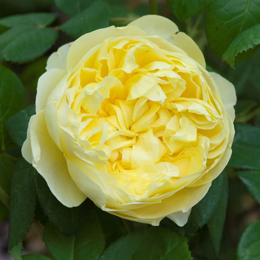 David Austin® Charles Darwin Rose Shrub - Image 2