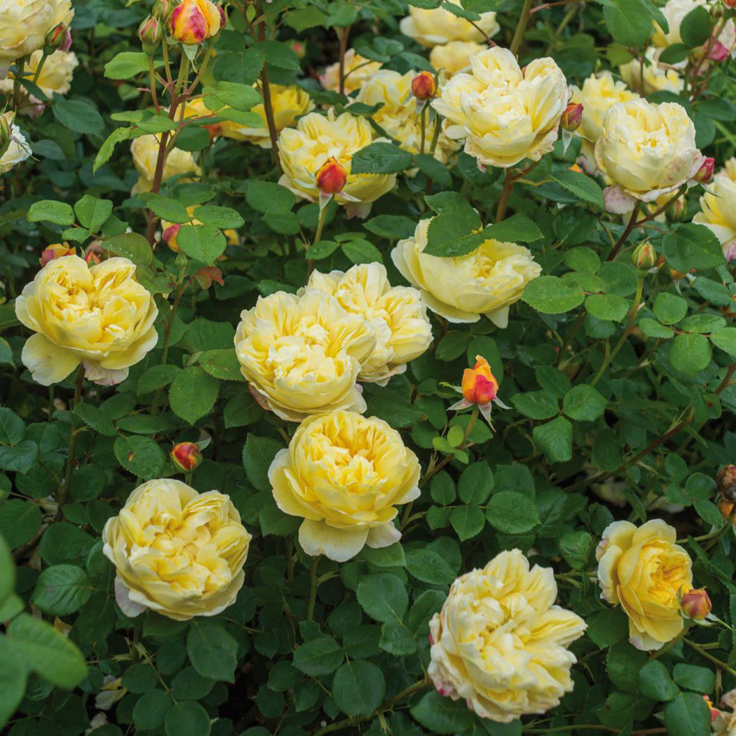 David Austin® Charles Darwin Rose Shrub - Image 3