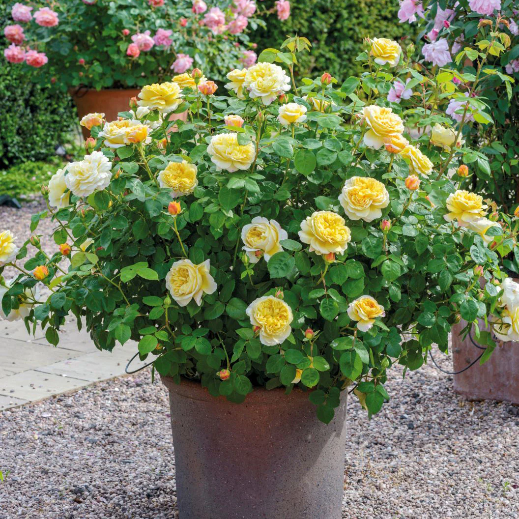 David Austin® Charles Darwin Rose Shrub - Image 4