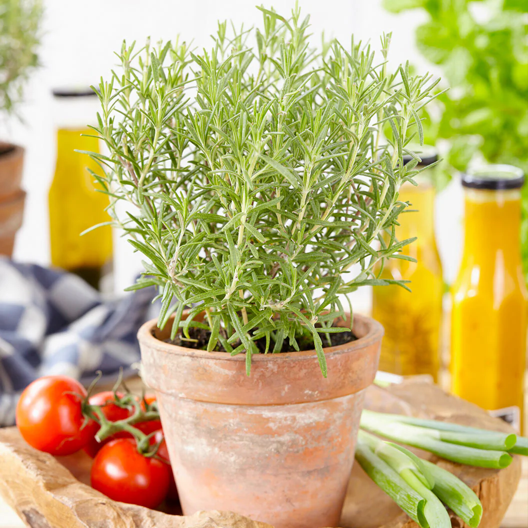Southern Living® Chef's Choice® Rosemary Plant - Image 2