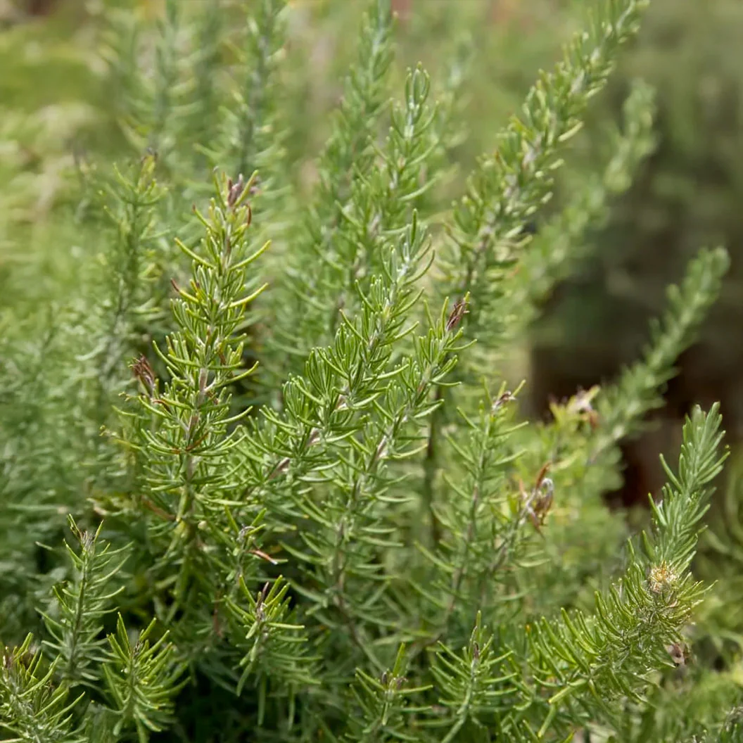 Southern Living® Chef's Choice® Rosemary Plant - Image 3