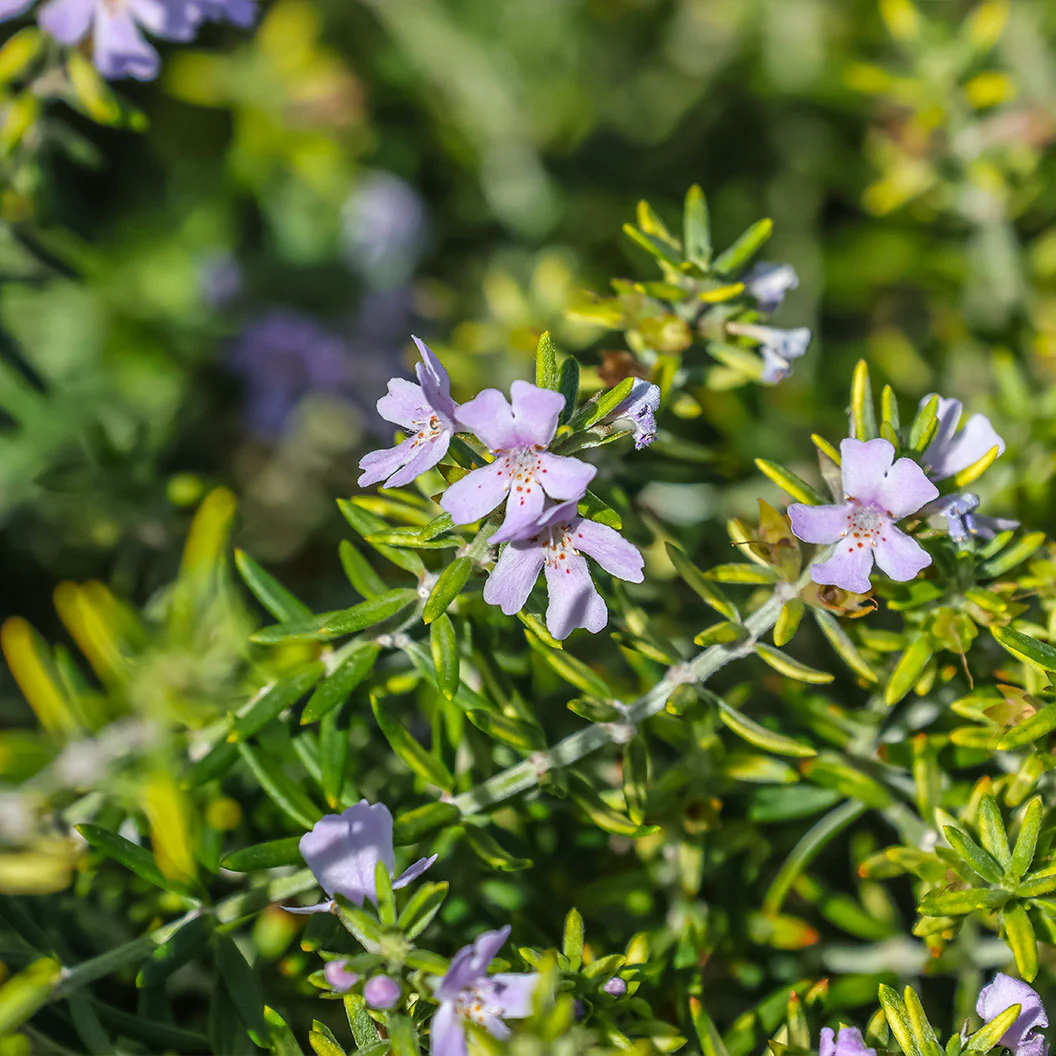 Southern Living® Chef's Choice® Rosemary Plant - Image 4