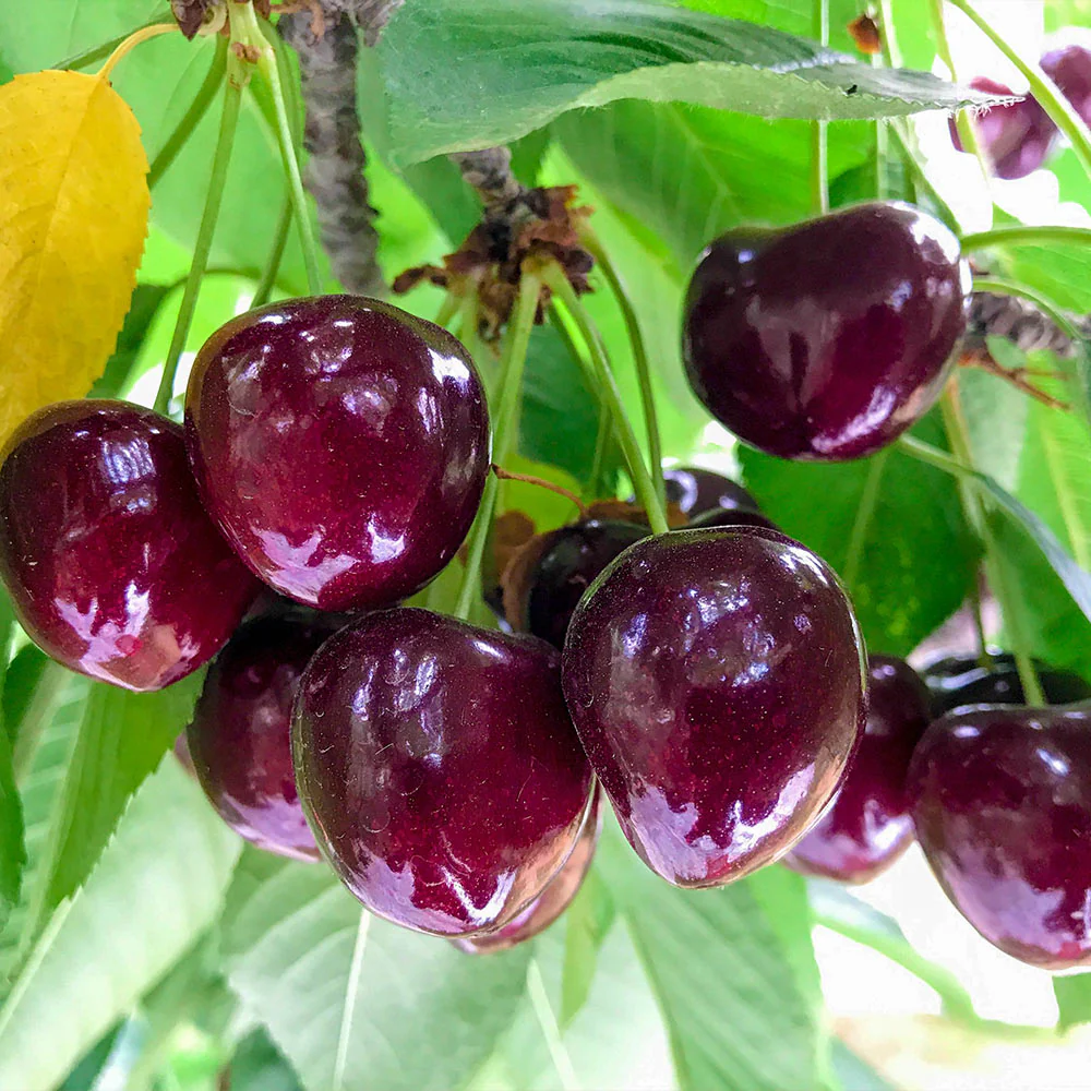 Chelan™ Cherry Tree - Image 3
