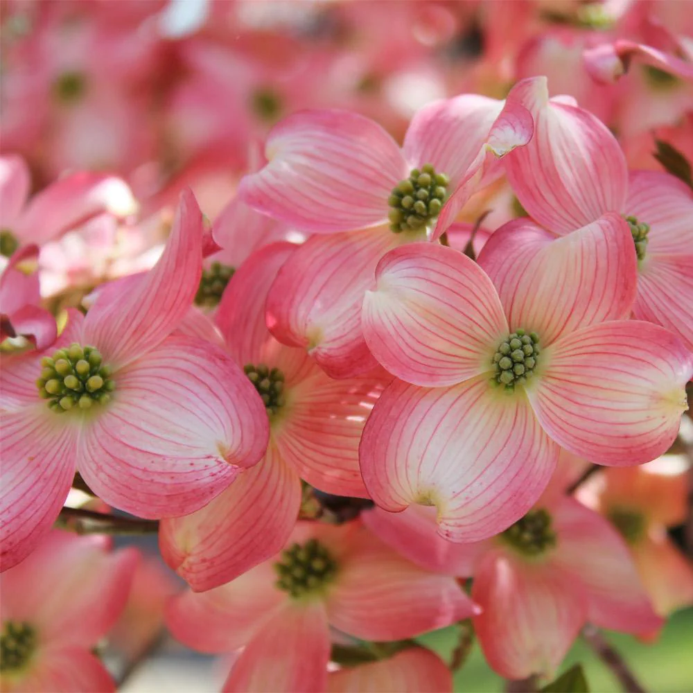Cherokee Brave Dogwood Tree - Image 3