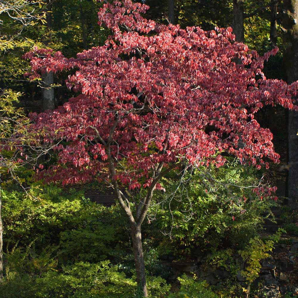 Cherokee Brave Dogwood Tree - Image 4