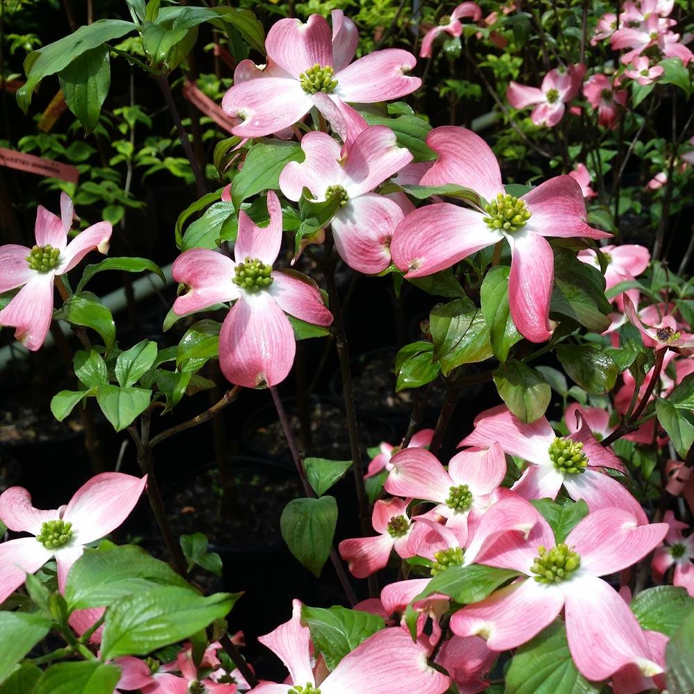 Cherokee Chief Dogwood Tree - Image 3