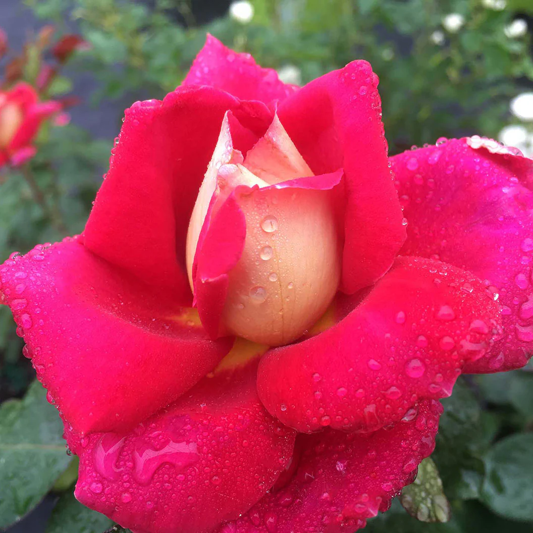 Bloomables® Cherries & Champagne™ Rose - Image 2