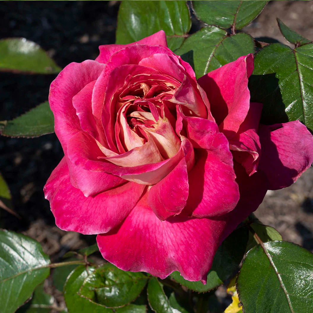 Bloomables® Cherries & Champagne™ Rose - Image 3