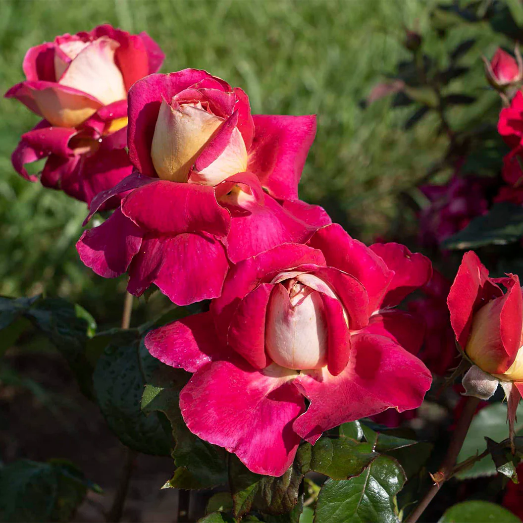 Bloomables® Cherries & Champagne™ Rose - Image 4