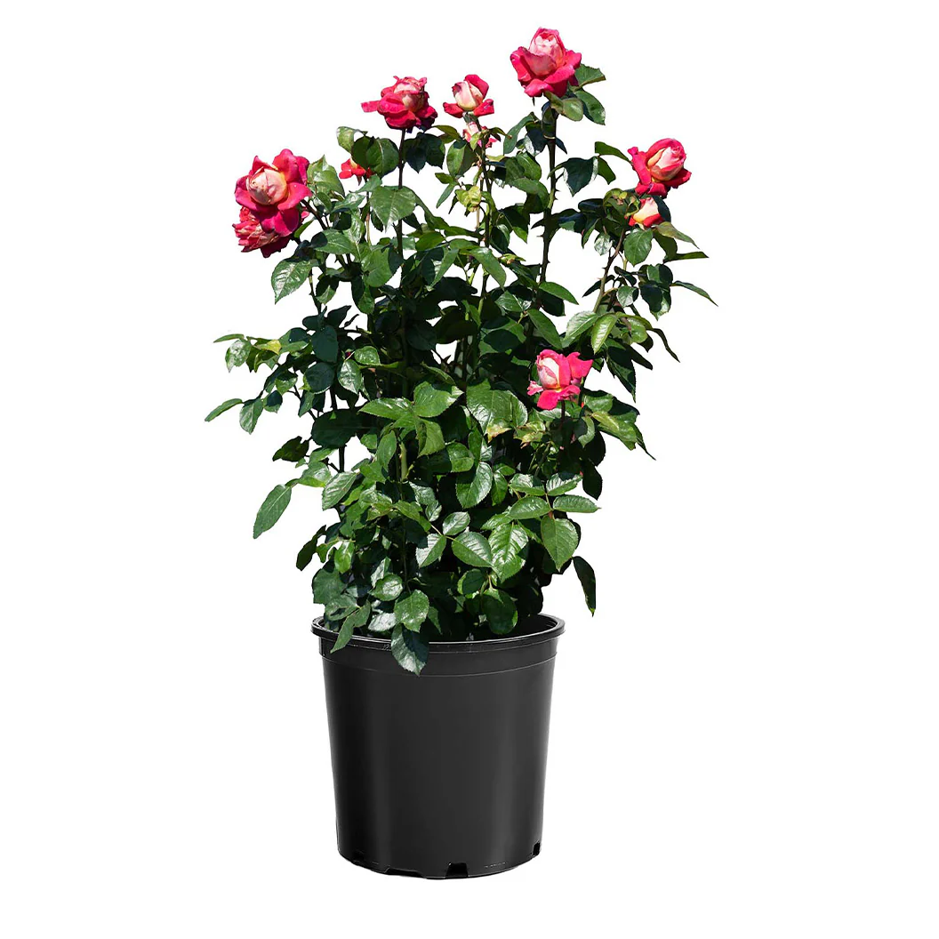 Bloomables® Cherries & Champagne™ Rose - Image 5