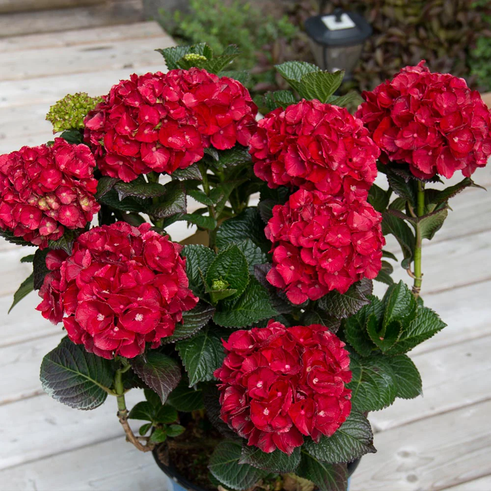 Cherry-Go-Round™ Hydrangea Shrub - Image 2