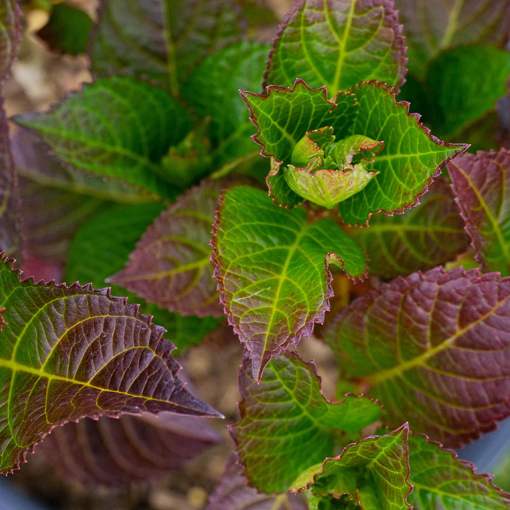 Cherry-Go-Round™ Hydrangea Shrub - Image 3