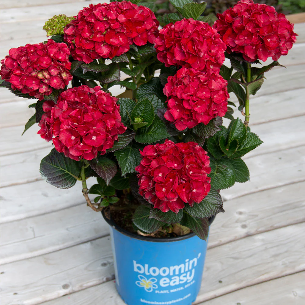 Cherry-Go-Round™ Hydrangea Shrub - Image 4