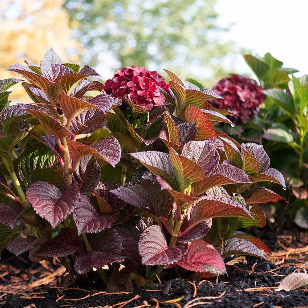 Cherry-Go-Round™ Hydrangea Shrub - Image 5