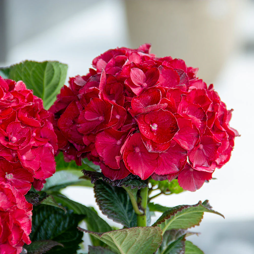 Cherry-Go-Round™ Hydrangea Shrub - Image 6