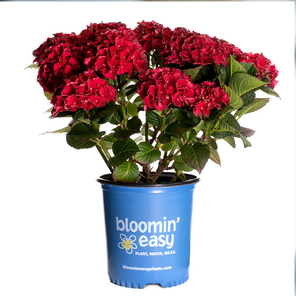 Cherry-Go-Round™ Hydrangea Shrub - Image 7