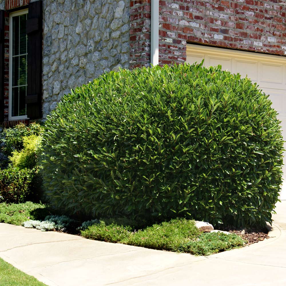 Skip Laurel Shrub - Image 2