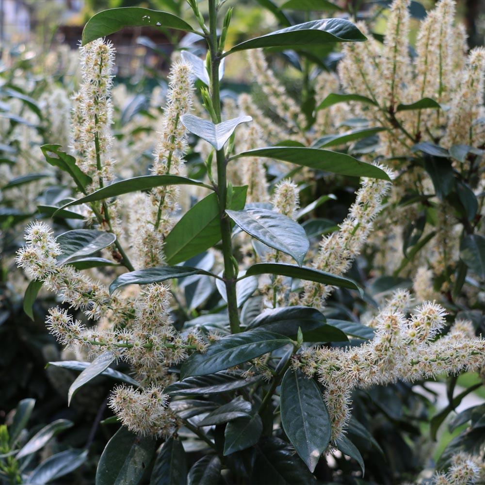 Skip Laurel Shrub - Image 3