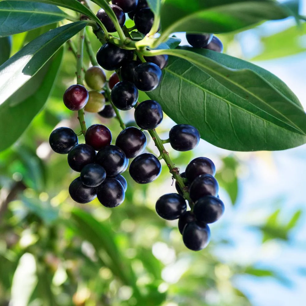 Skip Laurel Shrub - Image 4