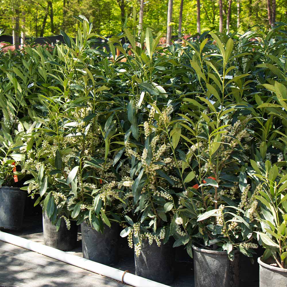 Skip Laurel Shrub - Image 5