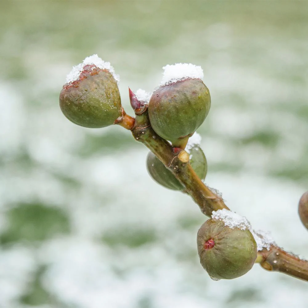 Chicago Hardy Fig Tree - USDA Organic - Image 4