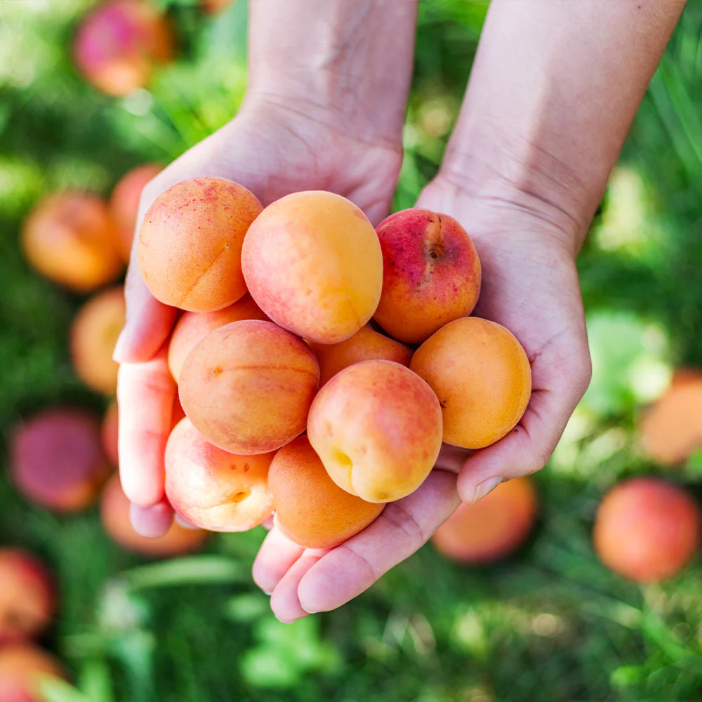Chinese Mormon Apricot Tree - Image 2