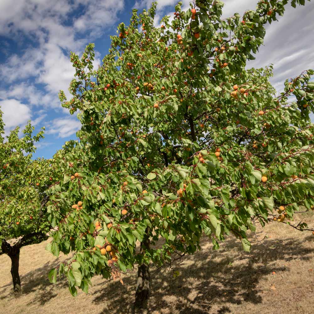 Chinese Mormon Apricot Tree - Image 4