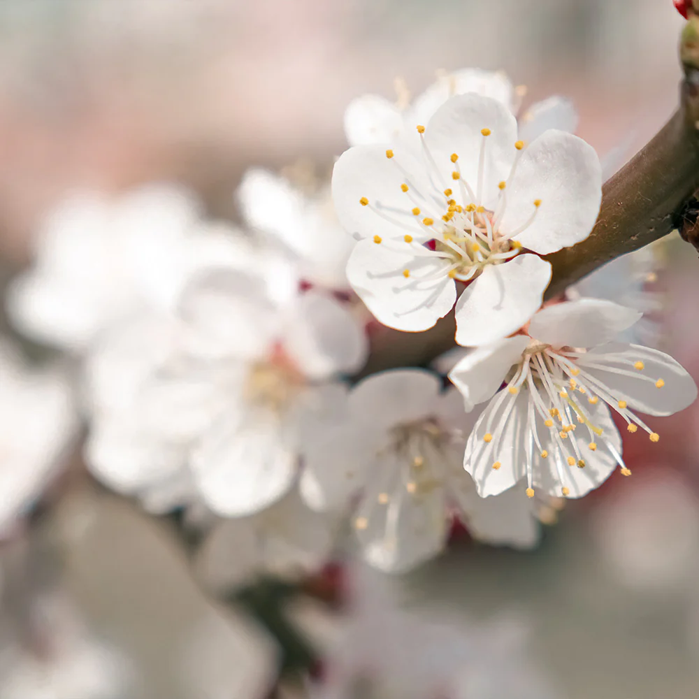 Chinese Mormon Apricot Tree - Image 5