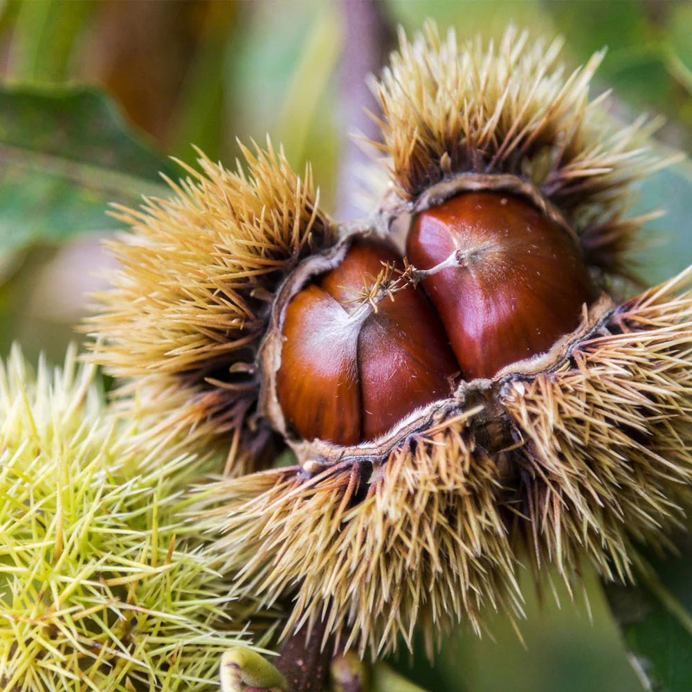 Chinese Chestnut Tree - Image 2