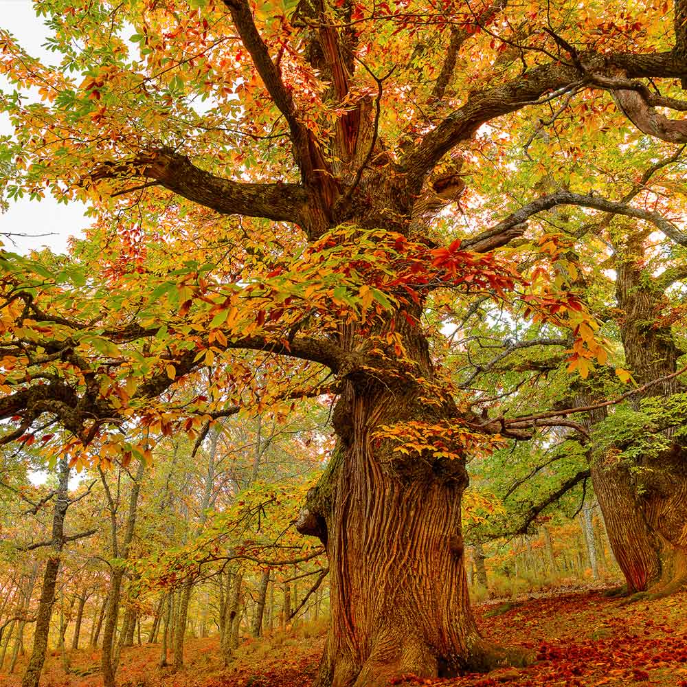 Chinese Chestnut Tree - Image 6
