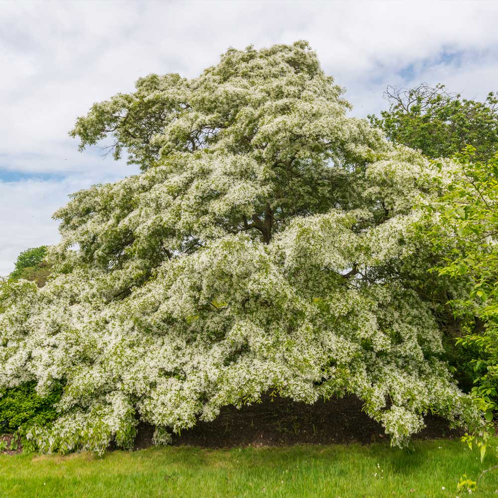 Chinese Fringe Tree - Image 2